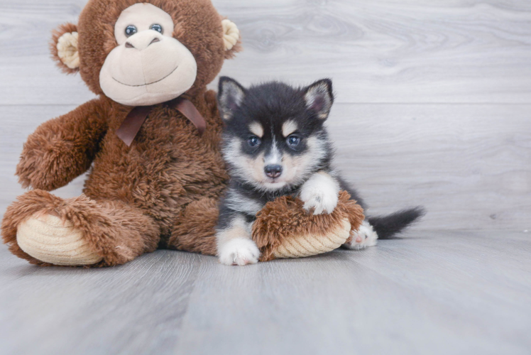 Petite Pomsky Designer Pup