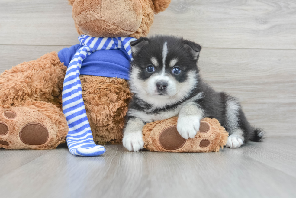 Pomsky Pup Being Cute