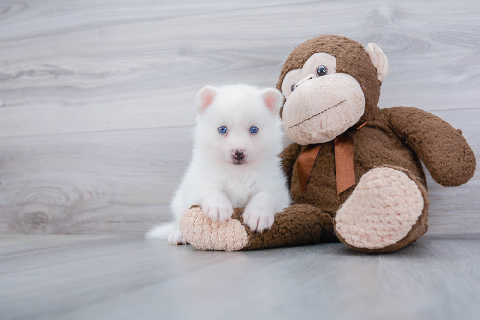 Pomsky Pup Being Cute