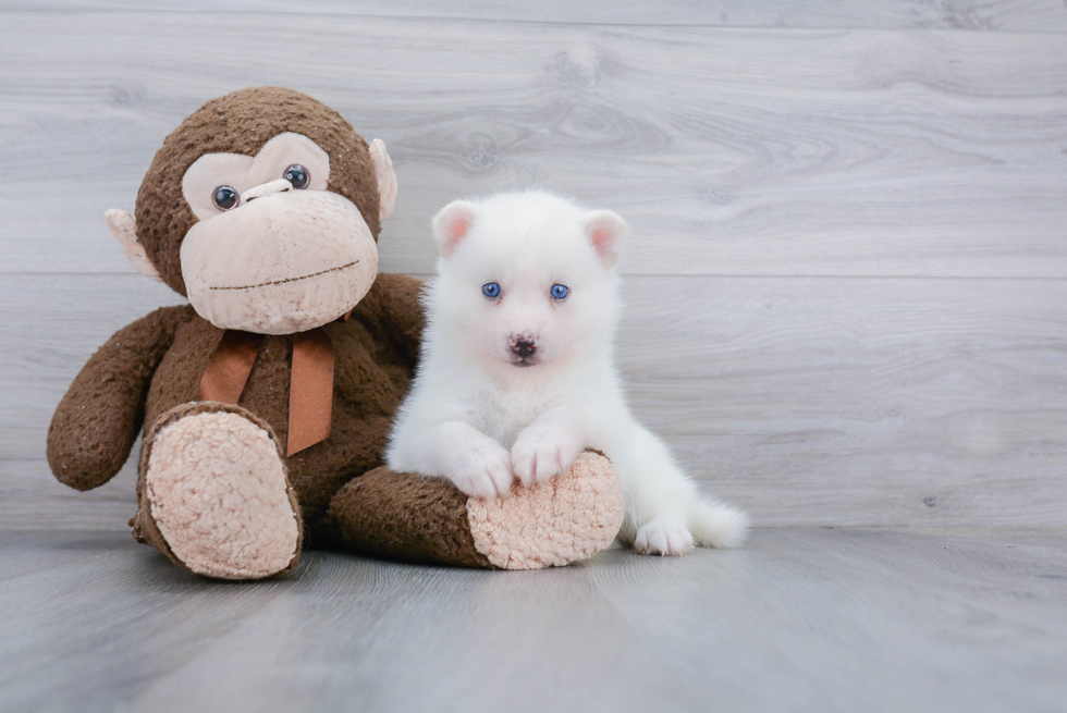 Pomsky Puppy for Adoption