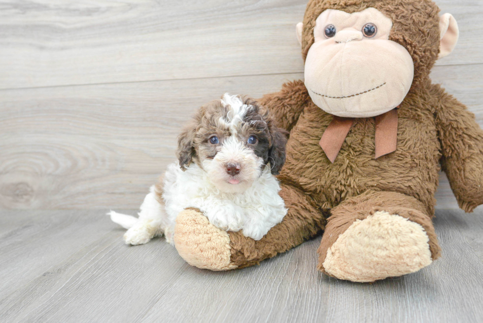 Best Poochon Baby