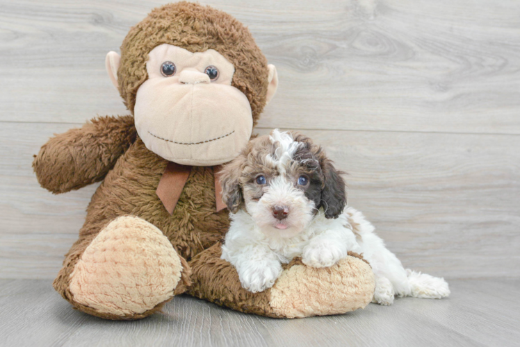 Playful Bichpoo Poodle Mix Puppy