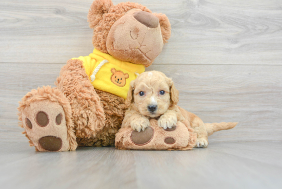 Energetic Bichpoo Poodle Mix Puppy