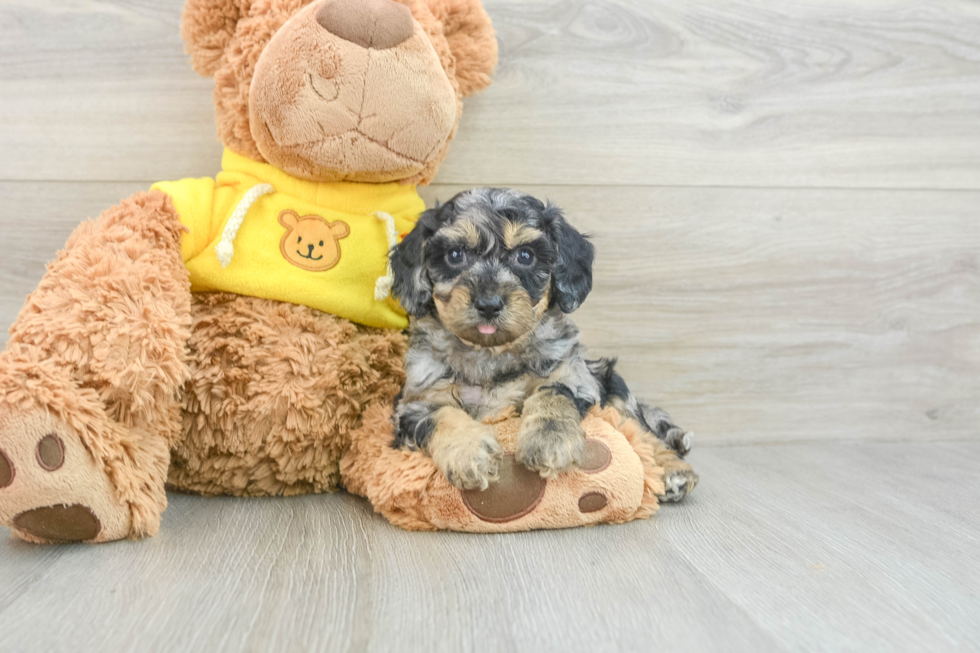 Adorable Bichpoo Poodle Mix Puppy