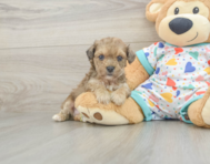 5 week old Poochon Puppy For Sale - Premier Pups