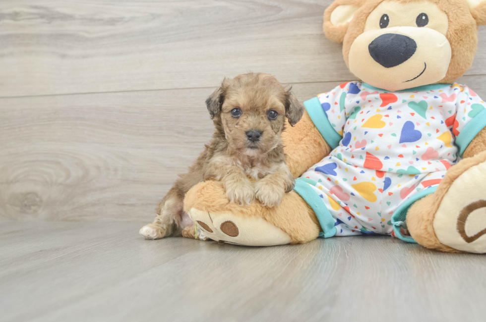 5 week old Poochon Puppy For Sale - Premier Pups