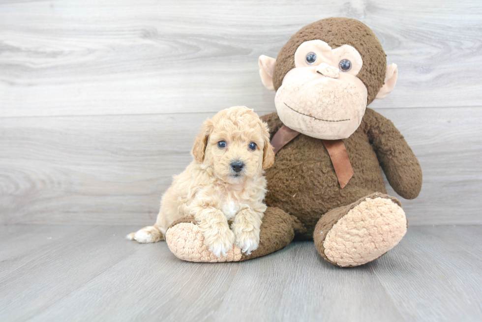 Hypoallergenic Bichpoo Poodle Mix Puppy