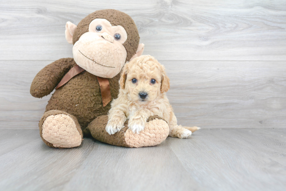 Fluffy Poochon Poodle Mix Pup