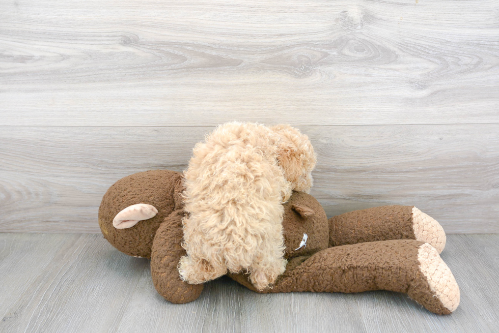 Fluffy Poochon Poodle Mix Pup