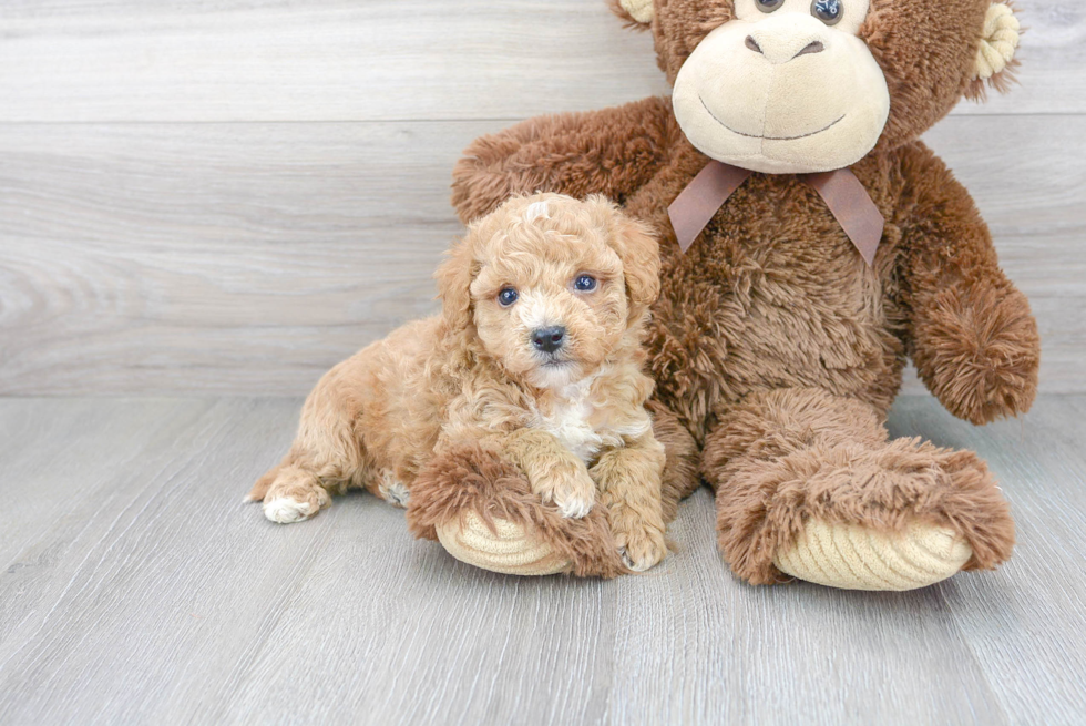 Poochon Puppy for Adoption