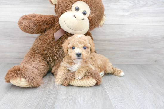 Fluffy Poochon Poodle Mix Pup