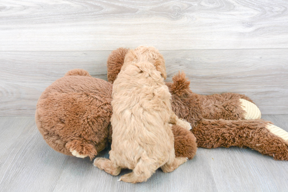 Playful Bichpoo Poodle Mix Puppy