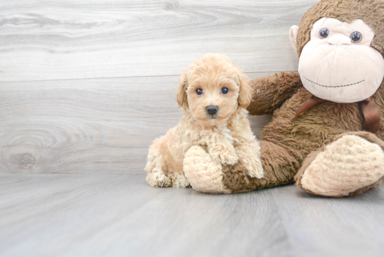 Maltipoo Puppy for Adoption