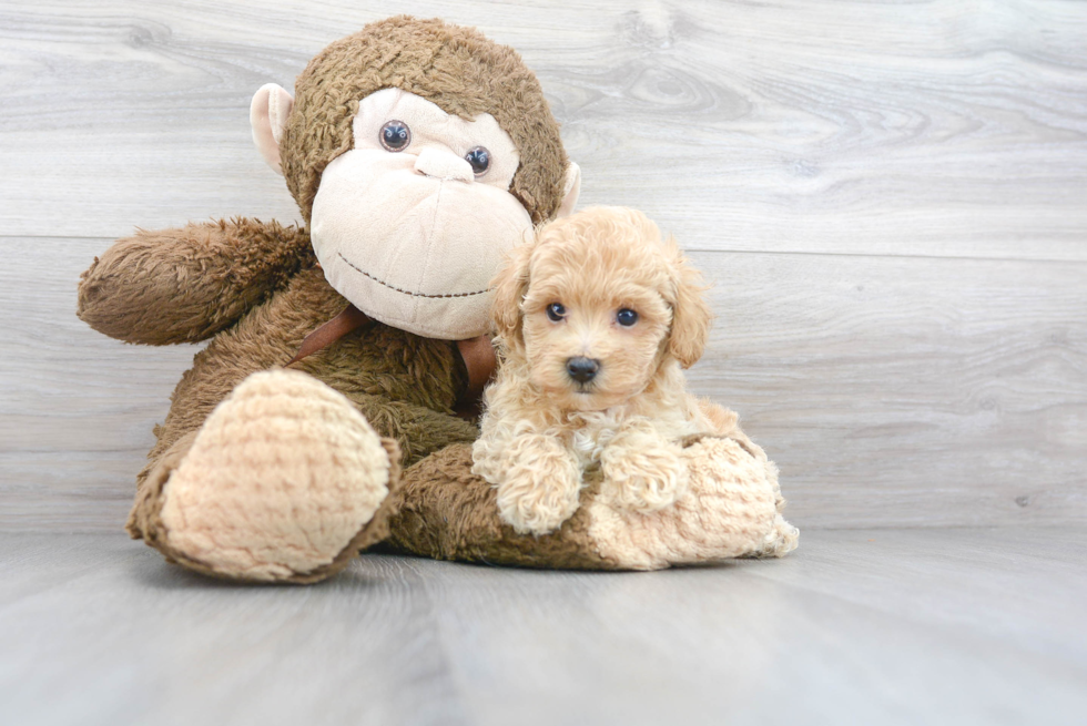 Cute Maltipoo Poodle Mix Pup