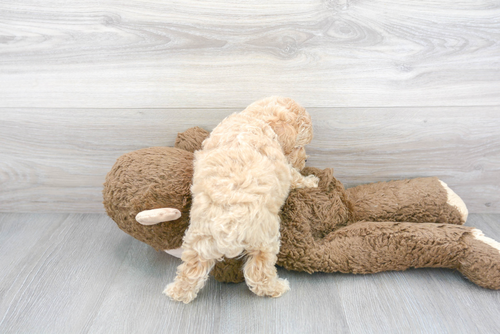 Cute Maltese Poodle Poodle Mix Puppy