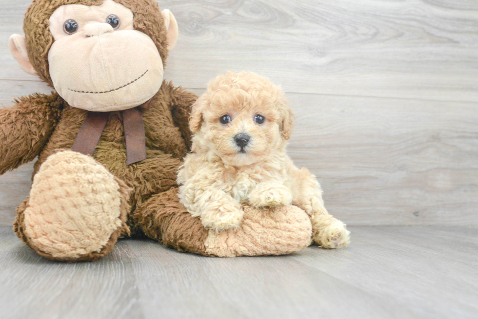 Little Bichpoo Poodle Mix Puppy