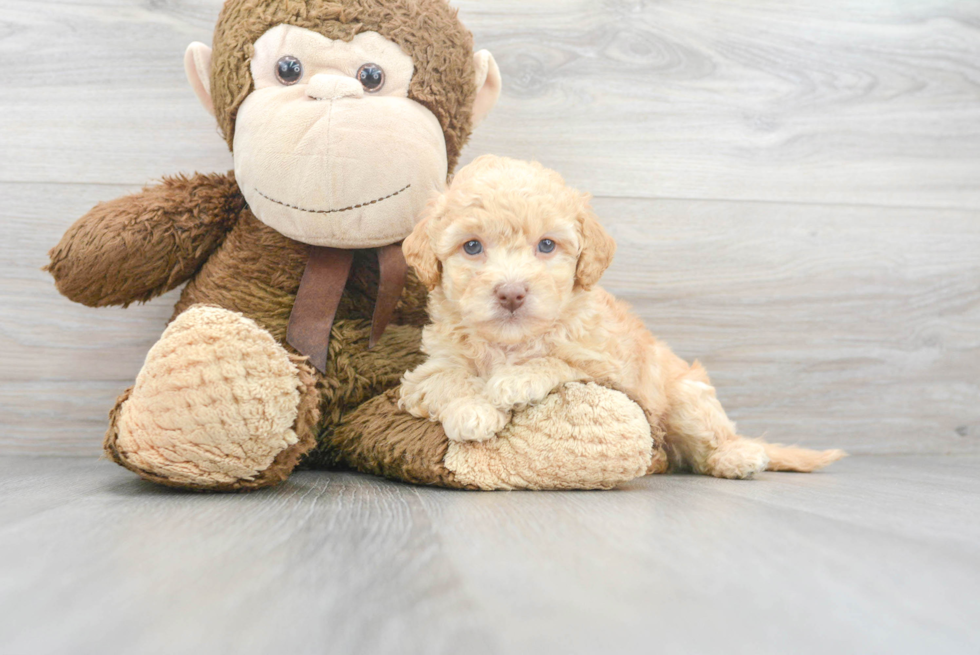 Friendly Poochon Baby