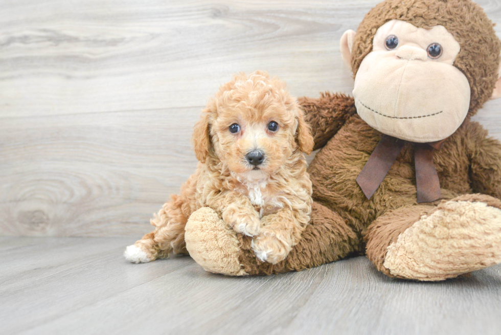 Poochon Pup Being Cute