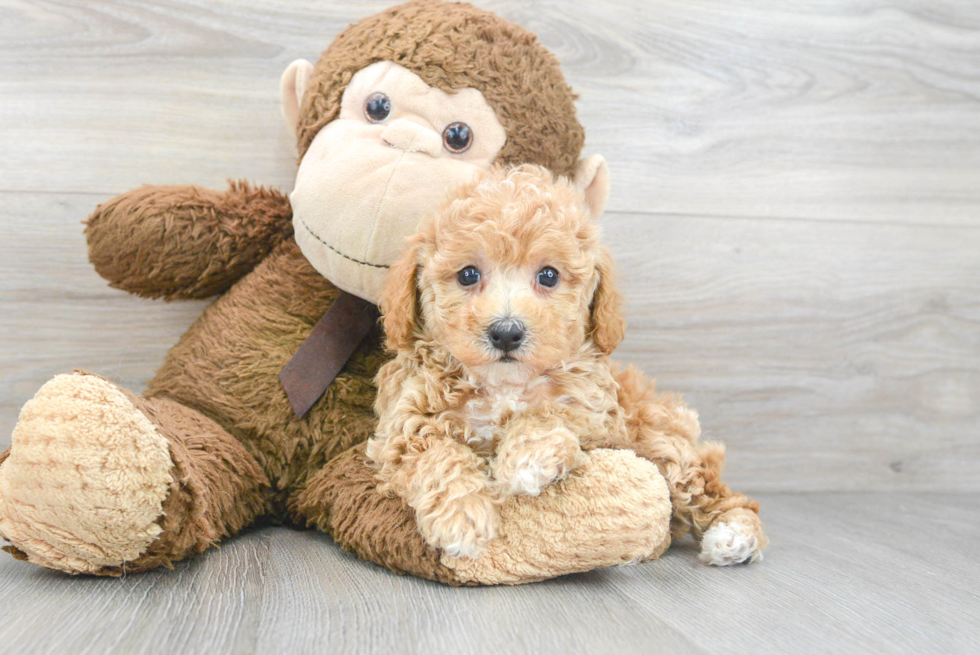 Funny Poochon Poodle Mix Pup