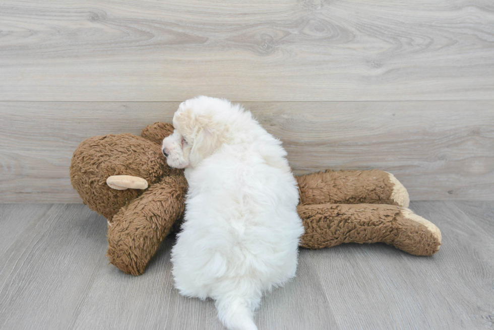 Poochon Pup Being Cute