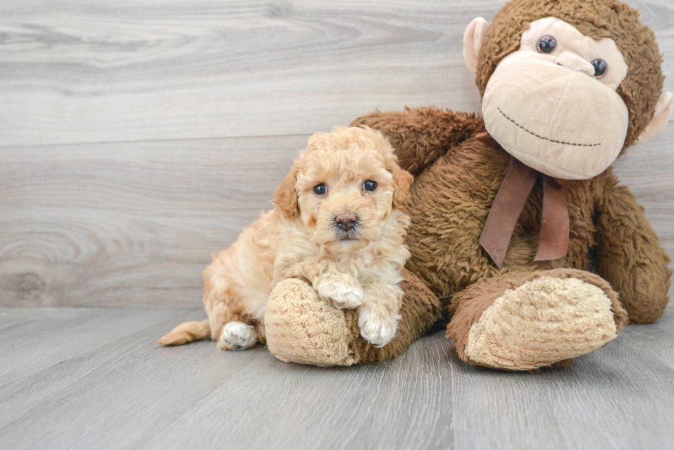 Poochon Pup Being Cute