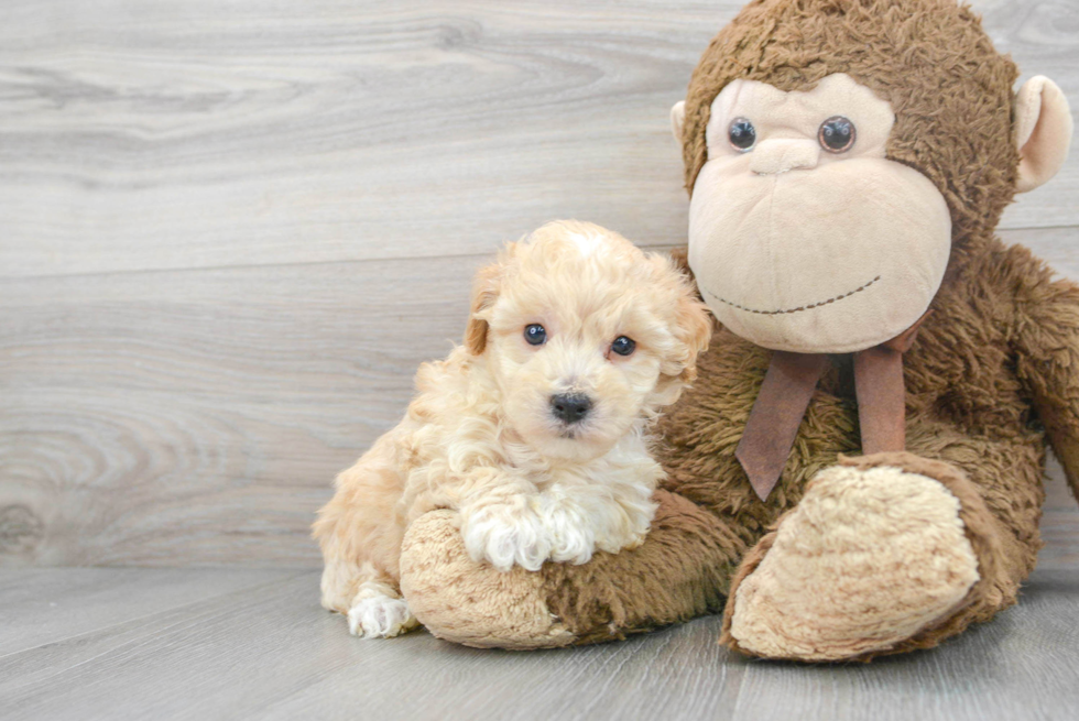 Poochon Pup Being Cute