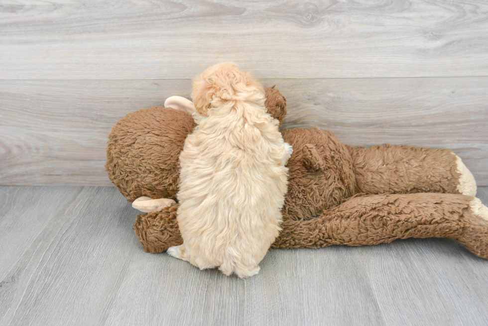 Funny Poochon Poodle Mix Pup