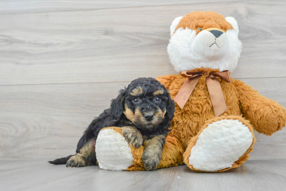 Poochon Puppy for Adoption