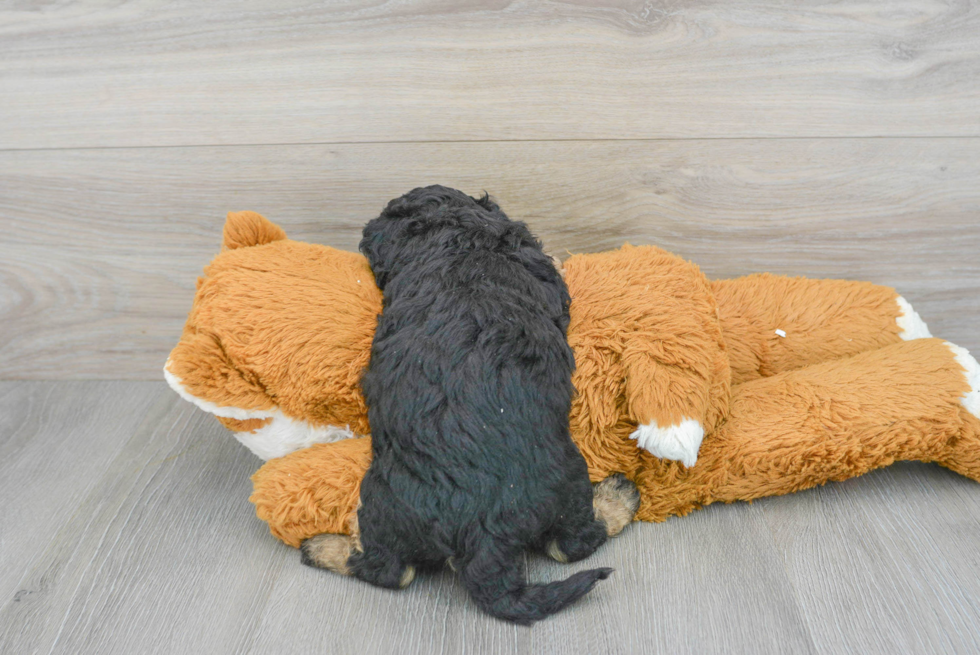 Sweet Poochon Baby