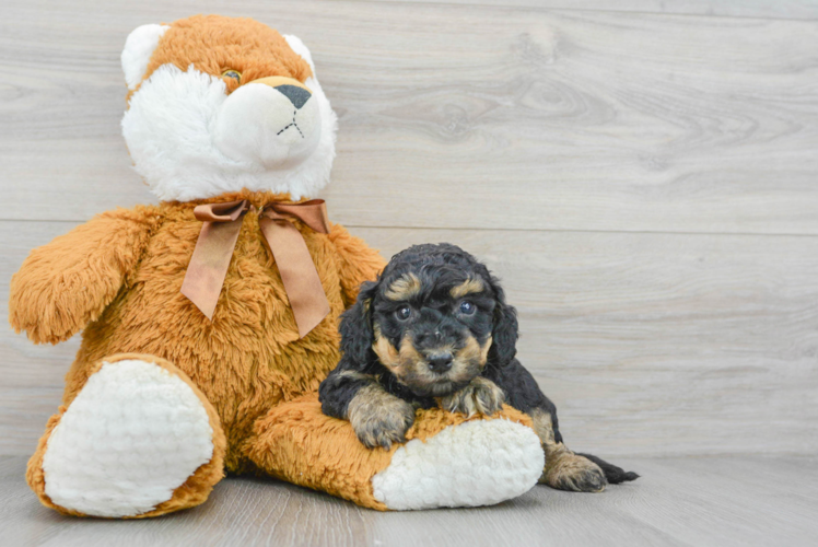 Poochon Puppy for Adoption