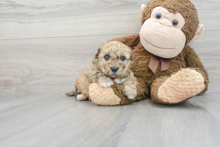 Smart Poochon Poodle Mix Pup