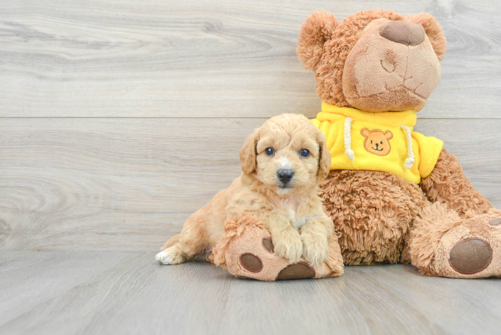 Friendly Poochon Baby