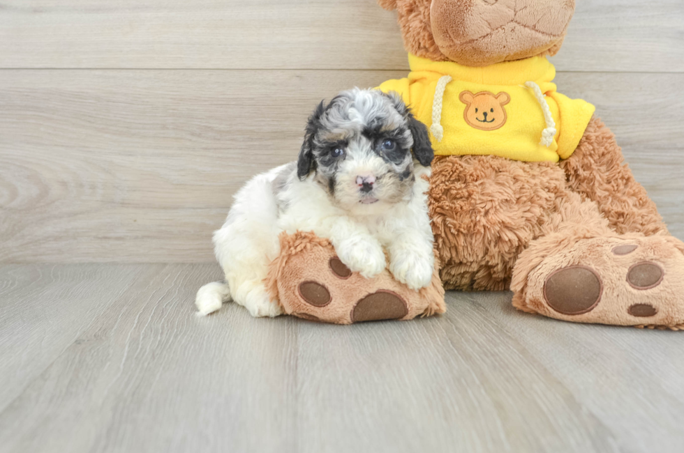 6 week old Poochon Puppy For Sale - Premier Pups