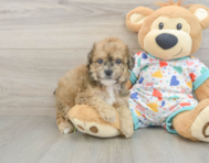 5 week old Poochon Puppy For Sale - Premier Pups