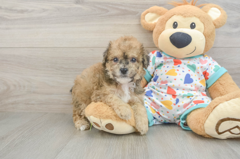 5 week old Poochon Puppy For Sale - Premier Pups