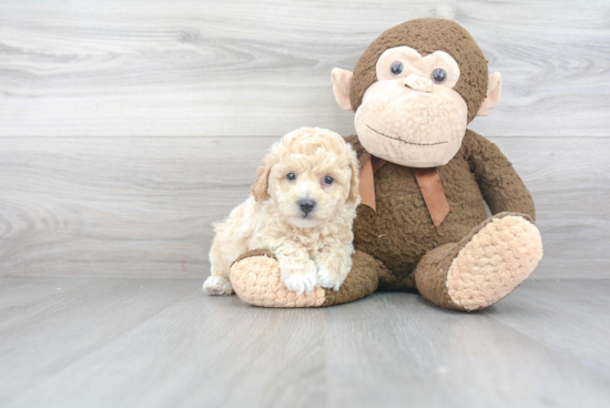 Fluffy Poochon Poodle Mix Pup