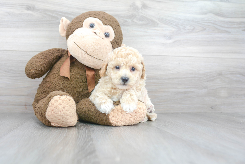 Fluffy Poochon Poodle Mix Pup