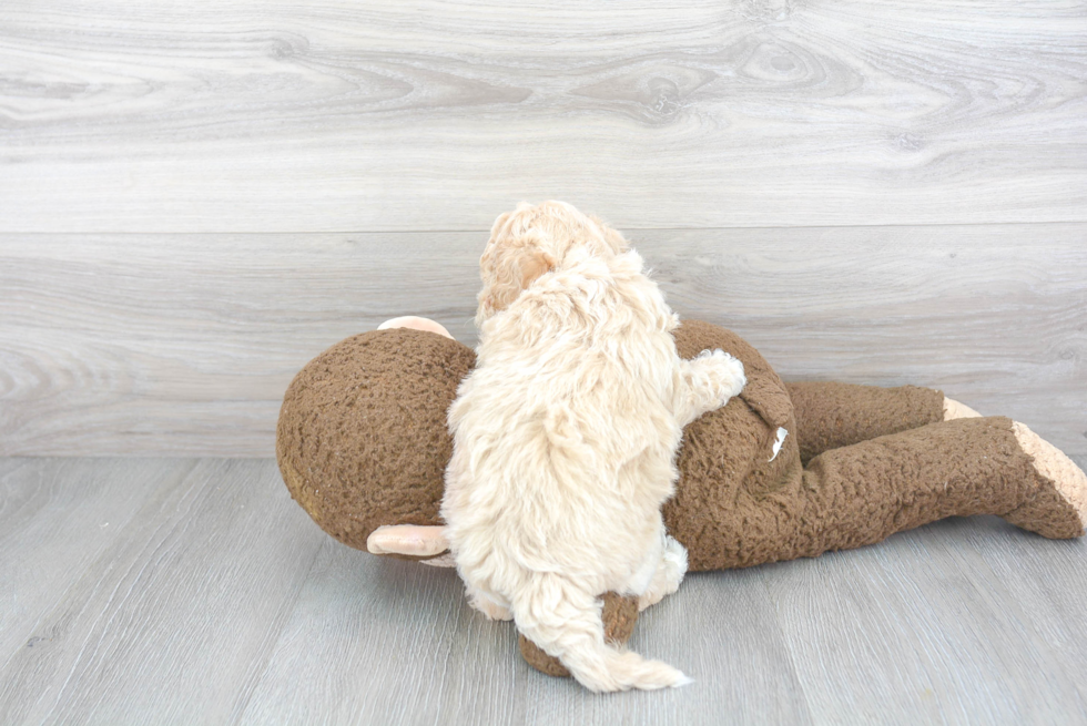 Smart Poochon Poodle Mix Pup