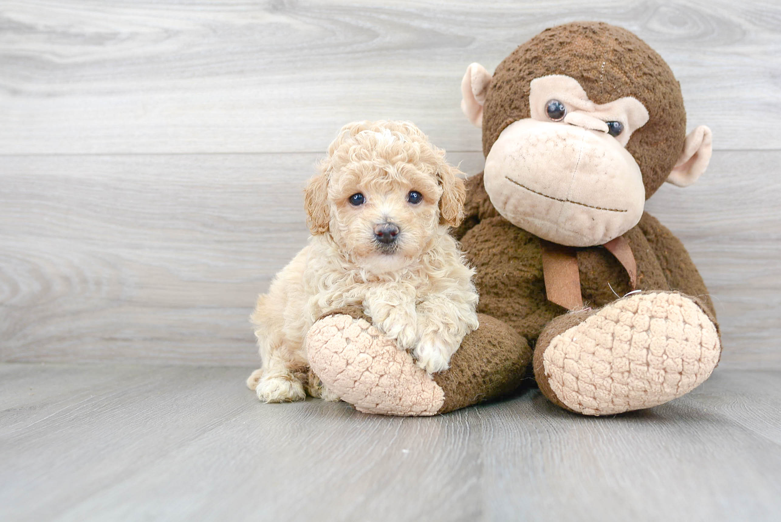 Adorable Bichpoo Poodle Mix Puppy