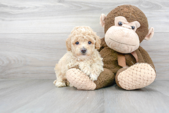 Adorable Bichpoo Poodle Mix Puppy