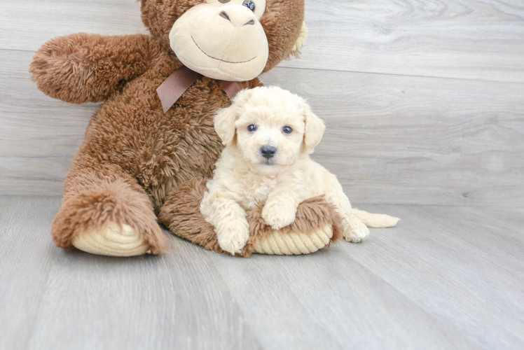 Adorable Bichpoo Poodle Mix Puppy