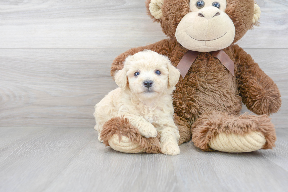 Playful Bichpoo Poodle Mix Puppy
