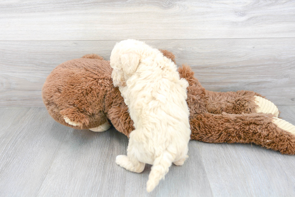Little Bichpoo Poodle Mix Puppy