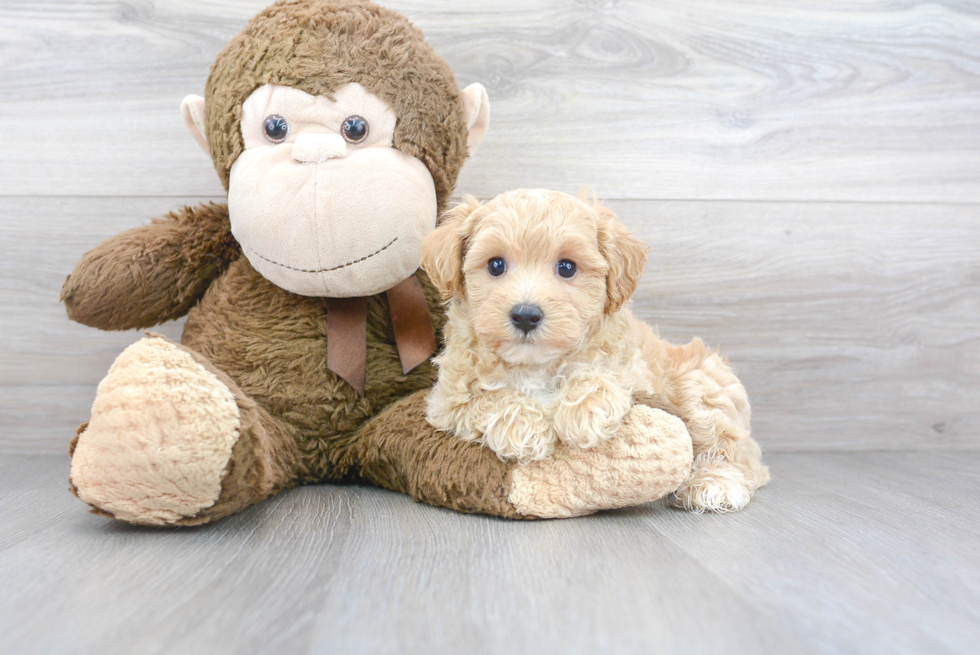 Maltipoo Pup Being Cute