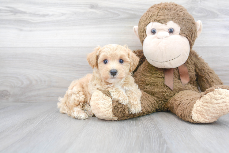 Maltipoo Puppy for Adoption