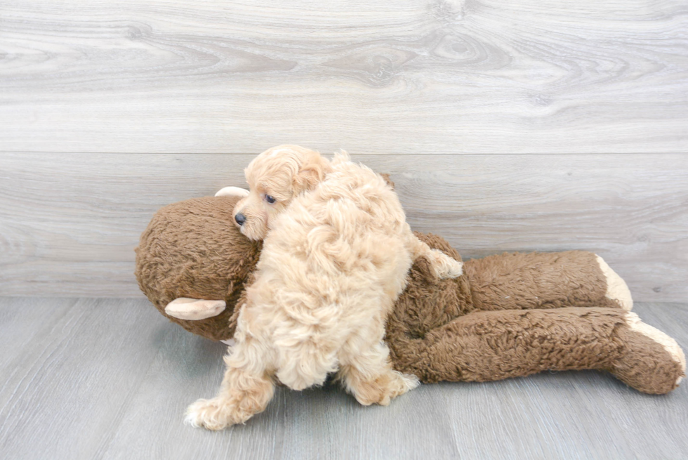 Smart Maltipoo Poodle Mix Pup