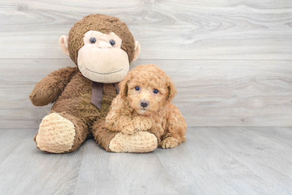 Petite Poochon Poodle Mix Pup