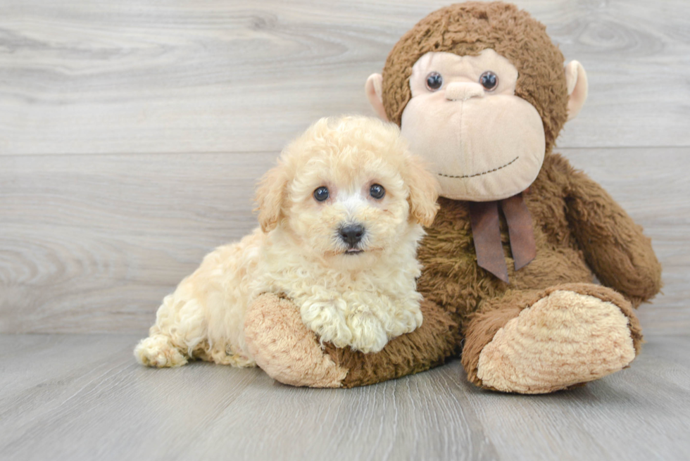 Fluffy Poochon Poodle Mix Pup