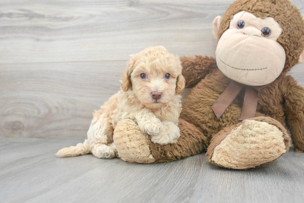 Poochon Pup Being Cute