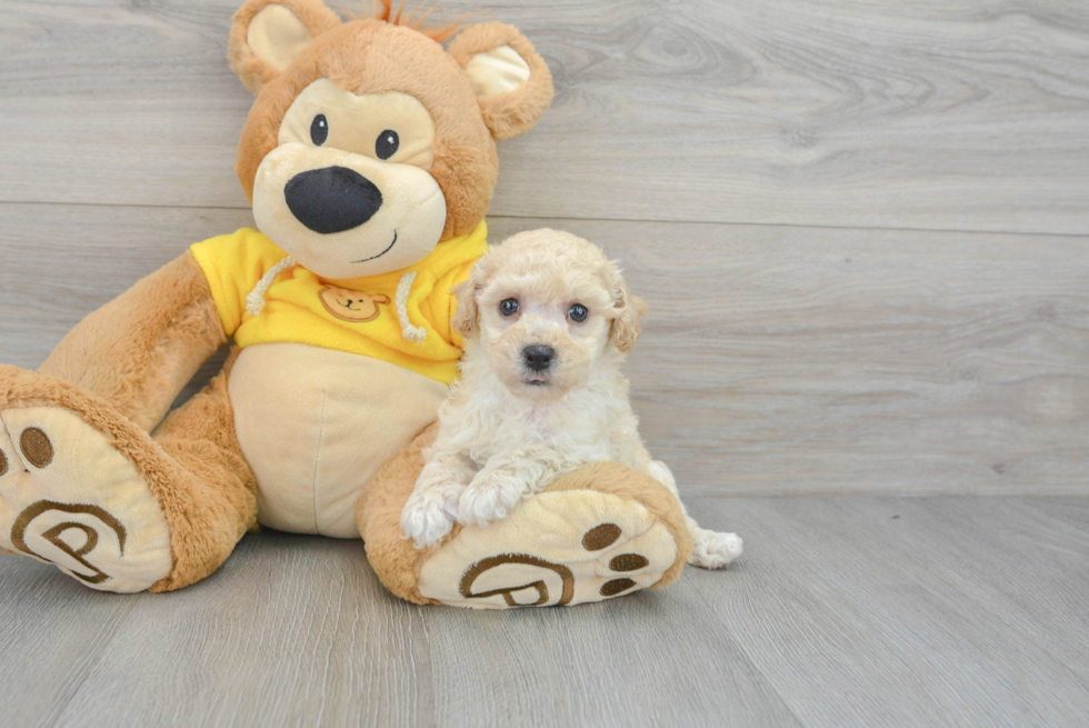 Funny Poochon Poodle Mix Pup